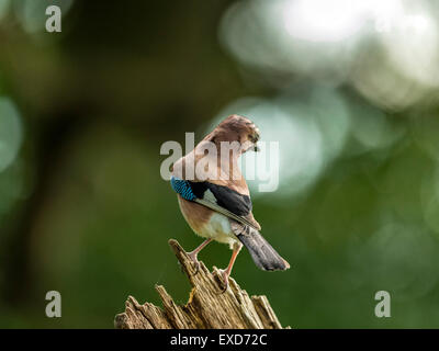 Eurasian Jay raffigurato arroccato su un vecchio legno fatiscente ceppo di albero. Foto Stock