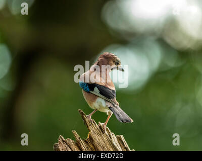 Eurasian Jay raffigurato arroccato su un vecchio legno fatiscente ceppo di albero, bagnata in prima serata dalla luce del sole. Foto Stock