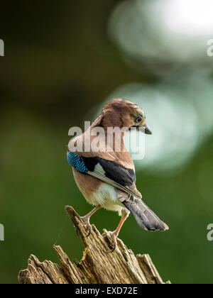 Eurasian Jay raffigurato arroccato su un vecchio legno fatiscente ceppo di albero. Foto Stock