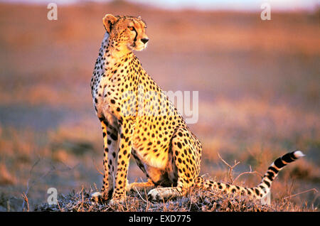 Cheetah seduta a Savannah nel tardo pomeriggio la luce del sole Foto Stock