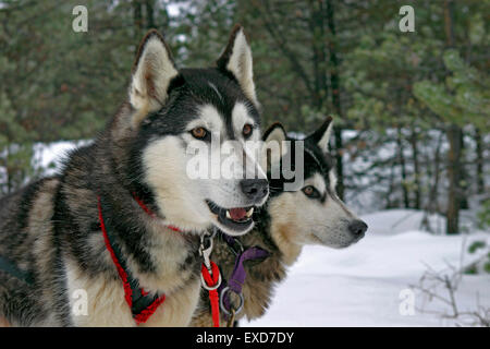 Due siberian husky, portare cani in attesa di tirare la slitta Foto Stock