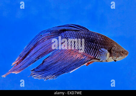 Siamese Fighting pesce che nuota nel contenitore in vetro Foto Stock