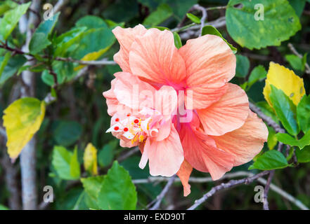 Hibiscus singolo fiore nel giardino botanico. Foto Stock