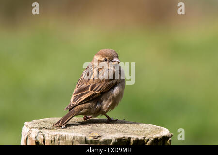Casa Passero Passer domesticus femmina adulta arroccato su una porta post Foto Stock