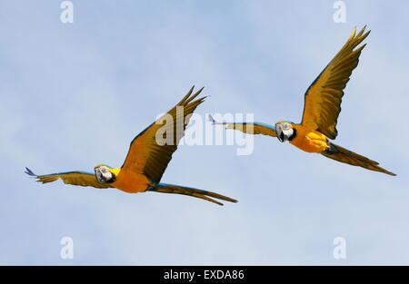 Coppia di South American blu e giallo Macaws (Ara ararauna) in stretta volo. Noto anche come blu e oro macaw. Foto Stock