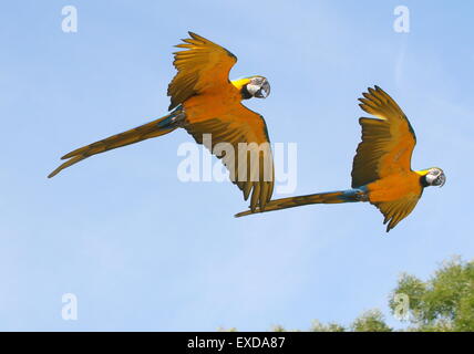 Coppia di South American blu e giallo Macaws (Ara ararauna) in stretta volo. Noto anche come blu e oro macaw. Foto Stock