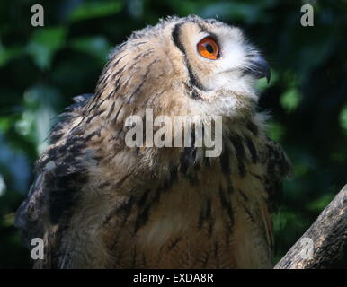 Indian Eagle-Owl (Bubo bengalensis), a.k.a.Rock Gufo reale o il Bengala Gufo Reale. Foto Stock