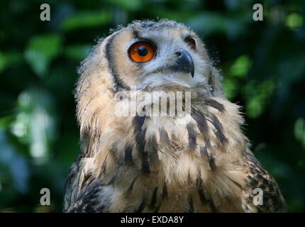 I capretti Eagle-Owl indiano (Bubo bengalensis), a.k.a. Rock Gufo reale o il Bengala Gufo Reale. Foto Stock