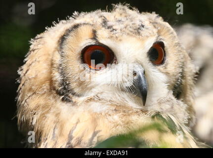 Unfledged capretti Eagle-Owl indiano (Bubo bengalensis), a.k.a. Rock Gufo reale o il Bengala Gufo Reale. Foto Stock