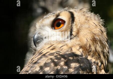 Indian Eagle-Owl (Bubo bengalensis), a.k.a.Rock Gufo reale o il Bengala Gufo Reale. Foto Stock