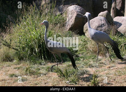 South African Blue Crane (Grus paradisaea, Anthropoides paradisaea), a.k.a. Il paradiso o Stanley gru Foto Stock