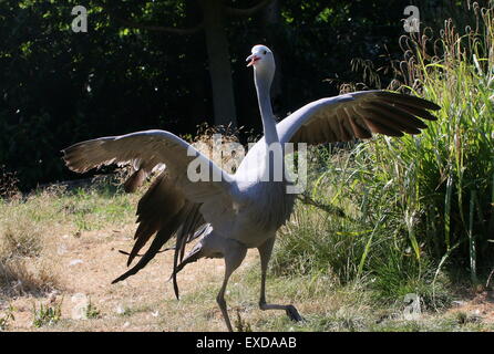 Di corteggiamento di un sudafricano Blue Crane (Grus paradisaea, Anthropoides paradisaea), a.k.a. Il paradiso o Stanley gru Foto Stock