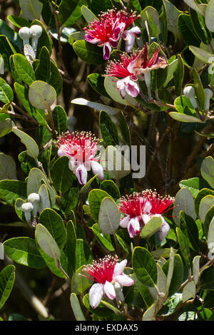 Luglio commestibili dei fiori di ananas, guava Acca sellowiana Foto Stock