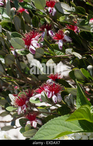 Luglio commestibili dei fiori di ananas, guava Acca sellowiana Foto Stock