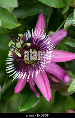 Fiore di intricati del semi-hardy fiore della passione, Passiflora caerulea x-racemosa Foto Stock