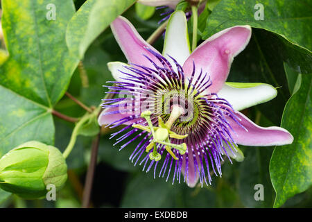 Fiore di brina gara evergreen fiore della passione, Passiflora x caponii Foto Stock