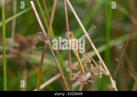 Venato rosso Darter Dragonfly; Sympetrum fonscolombii singolo immaturo; Cornovaglia; Regno Unito Foto Stock