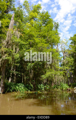 Louisiana Swamp Pearl River bayou new orleans Foto Stock