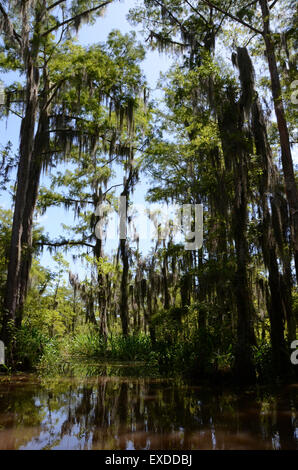 Louisiana Swamp Pearl River bayou new orleans Foto Stock