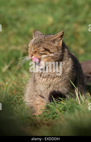 Wildcat; Felix sylvestris unico REGNO UNITO Foto Stock