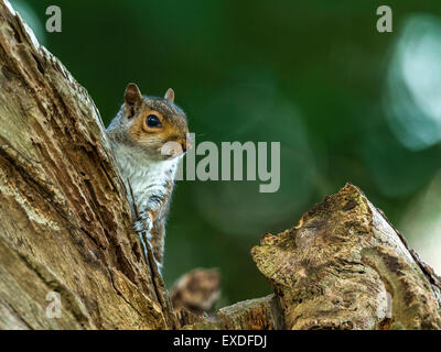 Grigio singolo scoiattolo (Sciurus carolinensis) rovistando nel bosco naturale ambiente di campagna. 'Il peering da dietro un ceppo di albero' Foto Stock