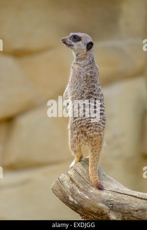 Meerkat in posizione eretta Foto Stock