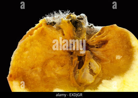 Close-up di marciume, mela tagliata isolato su nero Foto Stock