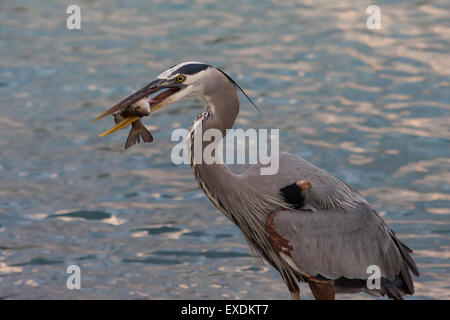 Airone blu con pesce nel becco in Florida Venezia Foto Stock