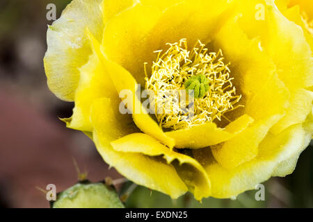 Giallo fiore di cactus, Parco Nazionale di Zion Foto Stock