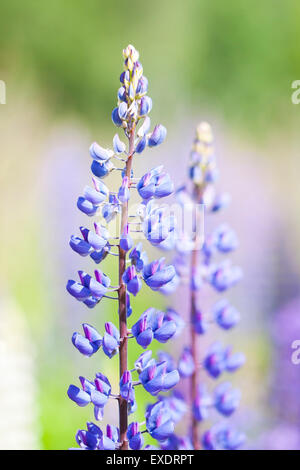 Bluastro o violetto fiori selvatici noto come di lupino Foto Stock