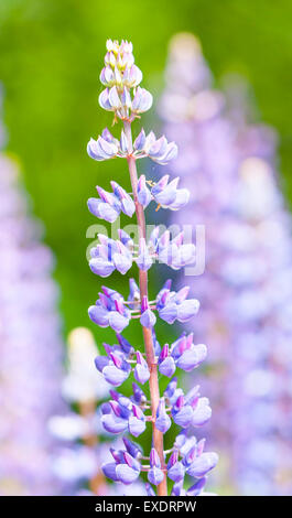 Bluastro o violetto fiori selvatici noto come di lupino Foto Stock