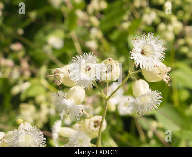 Silene Fimbriata, un delicato bianco sfrangiato Campion fiore, talvolta utilizzate nei giardini, qui nel giardino botanico di Oslo Norvegia Foto Stock