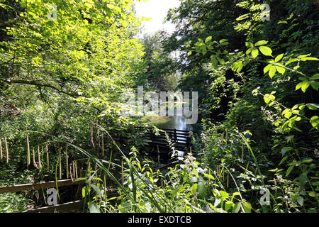 Piscina silenzioso, Albury Surrey in Inghilterra REGNO UNITO Foto Stock