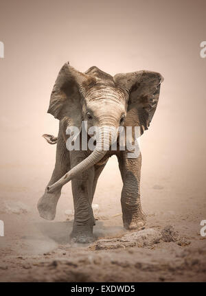 Cucciolo di elefante africano (Loxodonta africana) simulazione di carica - Etosha National Park (Namibia) Foto Stock