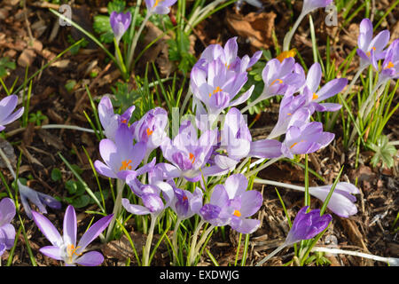 Tranquillo prato con Viola di crochi fiori in primavera Foto Stock