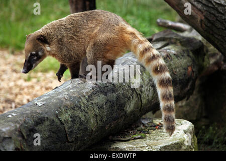 Sud Americana coati (Nasua nasua), noto anche come l'anello-tailed coati presso lo zoo di Liberec nella Boemia settentrionale, Repubblica Ceca. Foto Stock