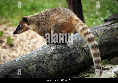 Sud Americana coati (Nasua nasua), noto anche come l'anello-tailed coati presso lo zoo di Liberec nella Boemia settentrionale, Repubblica Ceca. Foto Stock