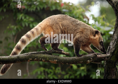 Sud Americana coati (Nasua nasua), noto anche come l'anello-tailed coati presso lo zoo di Liberec nella Boemia settentrionale, Repubblica Ceca. Foto Stock