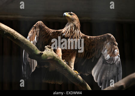 Eastern imperial eagle (Aquila heliaca) presso lo zoo di Liberec nella Boemia settentrionale, Repubblica Ceca. Foto Stock