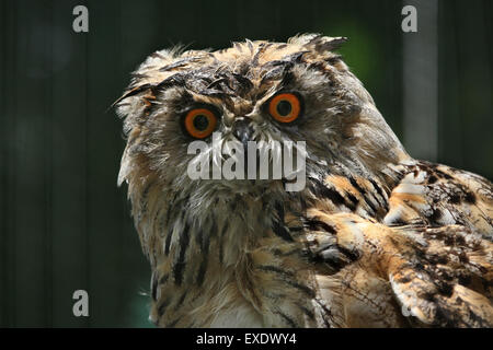 Western Siberian gufo reale (Bubo bubo sibiricus) presso lo zoo di Liberec nella Boemia settentrionale, Repubblica Ceca. Foto Stock