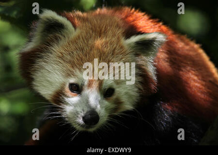 Western panda rosso (Ailurus fulgens fulgens) presso lo zoo di Liberec nella Boemia settentrionale, Repubblica Ceca. Foto Stock