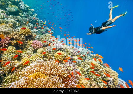 Mar Rosso, Egitto - donna snorkeling subacquea, Coral reef, buco blu vicino a Dahab Foto Stock