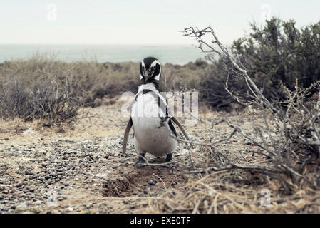 Penguin a Punta Tombo in Chubut Patagonia Foto Stock