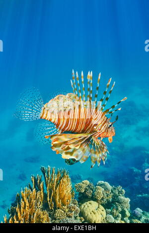 Leone sulla barriera corallina, pterois volitans, Dahab, Sinai, Mar Rosso, Egitto Foto Stock