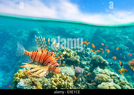 Leone sulla barriera corallina, pterois volitans, Dahab, Sinai, Mar Rosso, Egitto Foto Stock