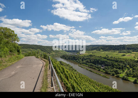 Strada di campagna e vigneti lungo il tedesco fiume Mosella vicino a Zell Foto Stock