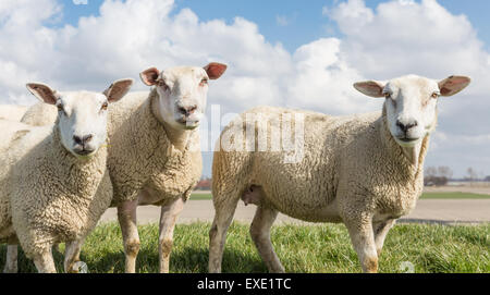 Pecore al giorno di sole a molla sulla parte superiore di una diga in Paesi Bassi Foto Stock