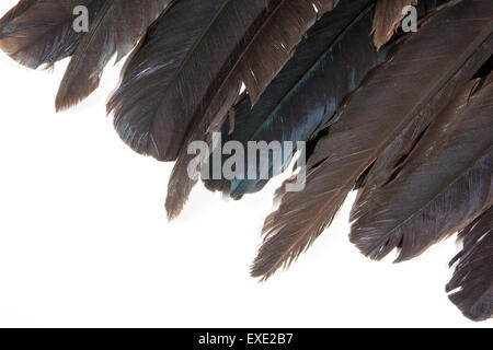 Studio shot closeup di vari gradi di colori scuri raffigurati sulle punte degli uccelli piume su bianco Foto Stock