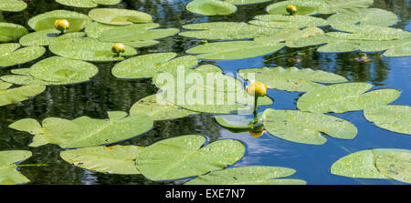 Stagno di giallo-LILY (Nuphar variegata) Foto Stock