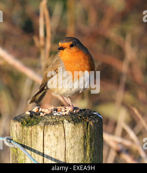 Robin su un palo da recinzione Foto Stock